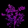 Fuschia Tree