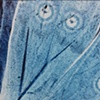 Butterfly Wing