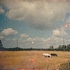 Sheep-Church-Horses