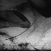untitled [shearing] (still)