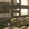 [shearing]