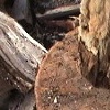 [wood]