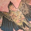 mockingbird cover-up