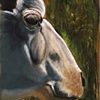 Dorotea Profile