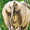 James from Rear, Study II