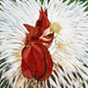 Coq II