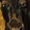 Black Nosed Black Cow