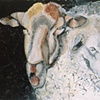 Study for Two Sheep