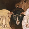 Group of Four Ewes