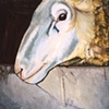 Profile of a Male Sheep