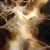 Gossamer