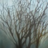 Butterfly Tree