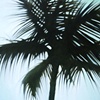 Aqua Palm
