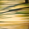 Shadowplay