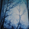 Winter Forest