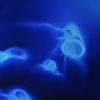Blue Moon Jellies