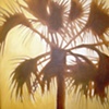 Gold Palm