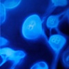 Moon Jellies #2