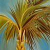 Summer Palm