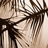Sepia Palm