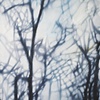 Winter Trees #2