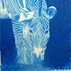 Blue Zebra