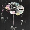 Zinnia