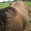 Saddle Fitting Seminar