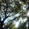 cell phone photography