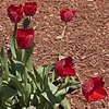 Red Tulip Study #3 (Bunch)