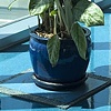 Domesticated Plant Study #1