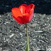 Red Tulip Study #1 & #2