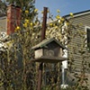 Backyard Study #3