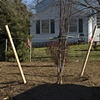 Assisted Tree