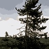 Grand Teton Tree (SKETCH)
