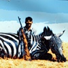 Zebra Trophy