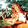 Giraffe Trophy