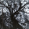 Salvaged Tree