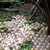 Geodesic Forest 