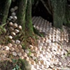 Geodesic Forest 