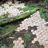 Geodesic Forest 