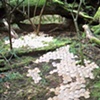 Geodesic Forest 