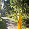 Yellow Diary 