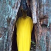 Yellow Diary 