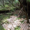 Geodesic Forest 