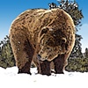 " G Bear In The Snow"
