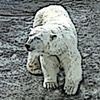 " P Bear To Go"