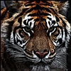 " Tiger "
