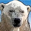 "P Bear"