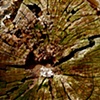 Fracture